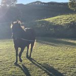 Equine Assisted Learning